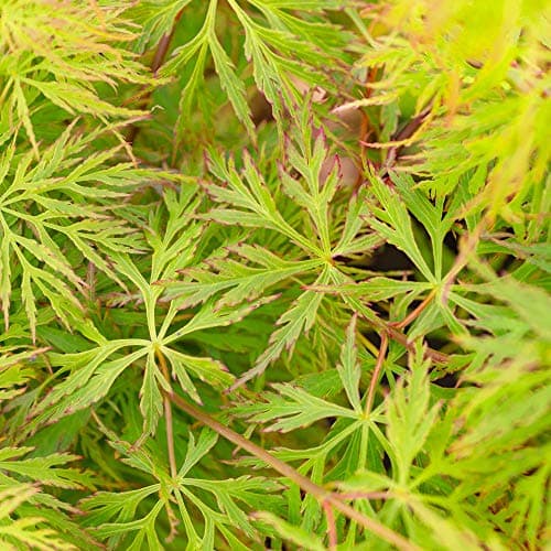 Image of Acer palmatum dissectum 'Emerald Lace' | Japanese Maple Deciduous Potted Trees for Small Gardens | Premium Bushy Plant Shrub Tree in Pot (20-40cm (Incl. Pot))