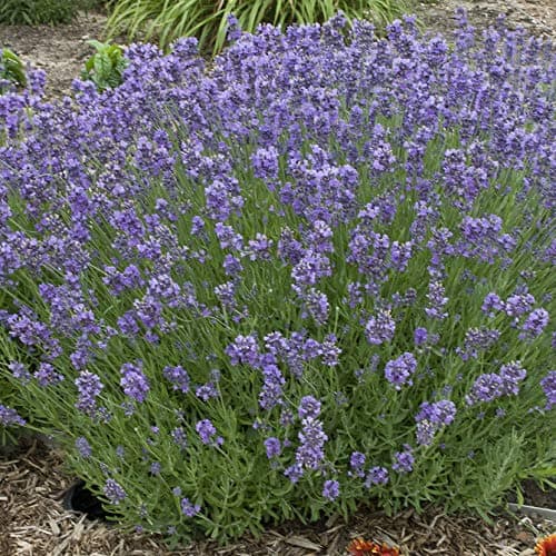 Image of 50 Lavender Munstead Dwarf Seeds - Lavandula Angustifolia - 50 Seeds