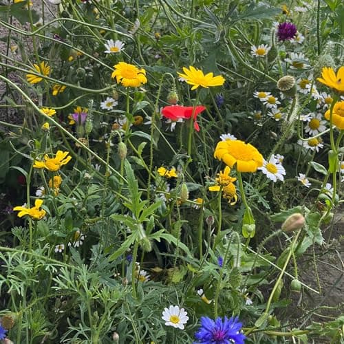 Image of Wild Flower Seeds - 2.5g Native Wildflower Seeds for Attracting Birds, Bees, Wildlife, Pollinators - 30 Species Mix of Annuals and Perennials Habitat and Food - Packed in The UK by Meldon Seeds