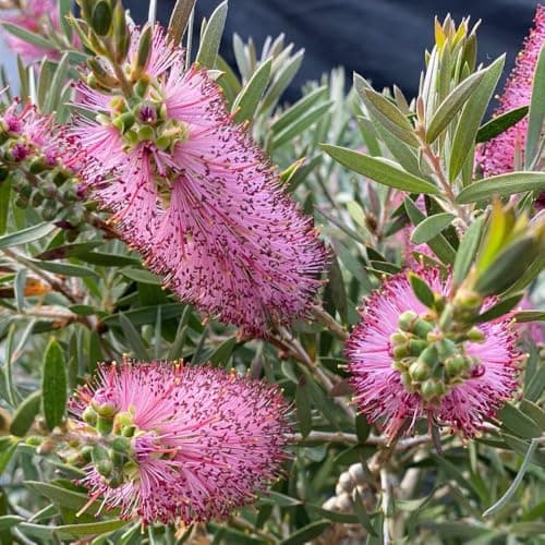 Image of Callistemon 'Beezlebuzz Inn' Pink Bottlebrush Evergreen Shrub Ideal for Borders Containers and Wildlife Gardens 1X or 3X 9cm Pot by Thompson and Morgan