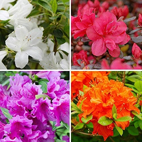 Image of 4 Azalea 9cm Potted Plants Collection - One of Each Colour - Hardy Evergreen Outdoor Compact Dwarf Flowering Shrubs Including Red, White, Orange and Lilac, by Thompson & Morgan