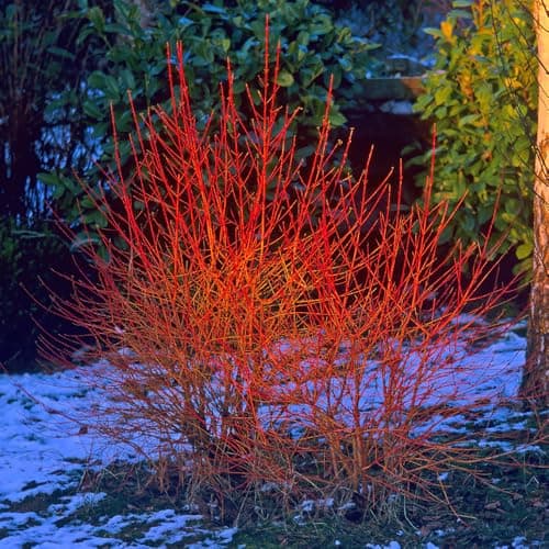 Image of YouGarden Cornus sanguinea 'Midwinter Fire', Established Plant in 9cm Pot, Ready to Plant