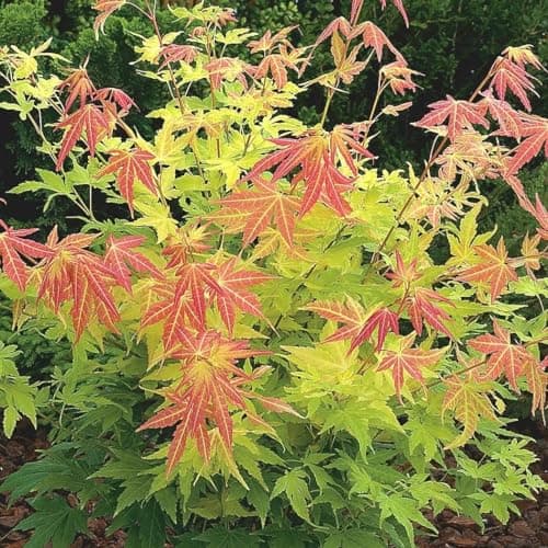 Image of Plant Theory 40cm Grafted Orange Dream Japanese Maple Acer Palmatum Shrub Plant 3L Pot