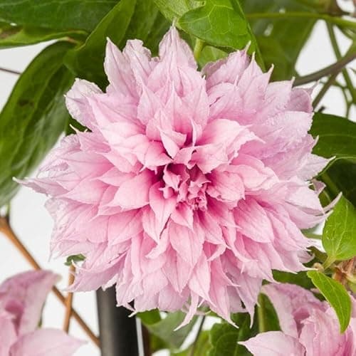 Image of Plant Theory 60cm Cane Clematis Multi Pink Pink Flowering Vine Climbing Plant 2L Pot