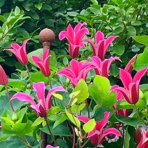 Image of Plant Theory 60cm Cane Clematis Princess Diana Pink Flowering Vine Climbing Plant 2L Pot