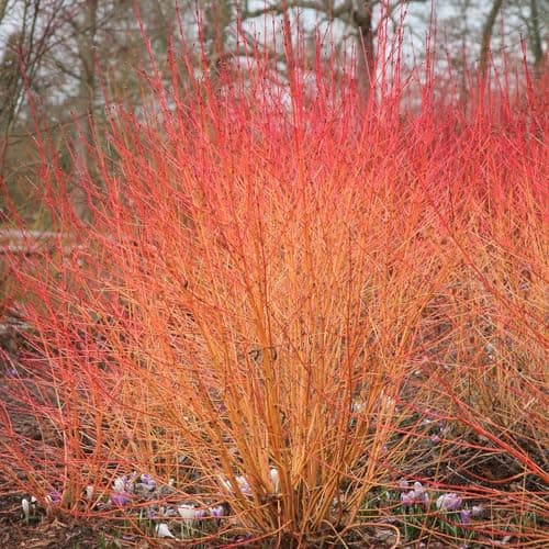 Image of Plant Theory Midwinter Fire Dogwood Cornus Sanguinea Shrub Plant 2L Pot