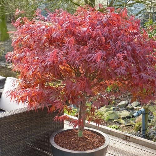 Image of Acer Palmatum 'Peve Dave' - Compact Bush with Dark Red Lobed Leaves & Stunning Autumn Colour - 1X 3 Litre Pot by Thompson & Morgan