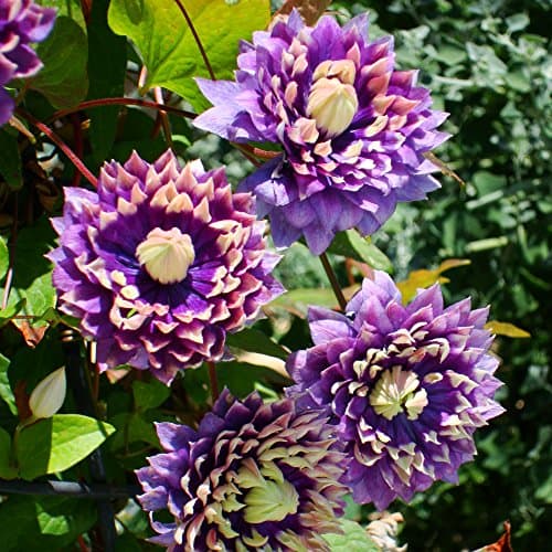 Image of Clematis Climbing Hardy Perennial Garden Plant Multi Coloured Flowers for Trellis, Fences, Walls, & Patios Clematis Taiga 1 x 9cm Pot by Thompson & Morgan