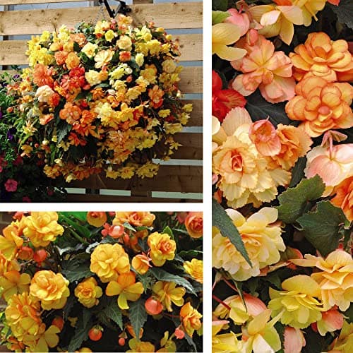 Image of Begonia Apricot Shades Improved – Non-Stop Colour from June to October – Easy Care 12 x Garden Ready Plants by Thompson and Morgan.