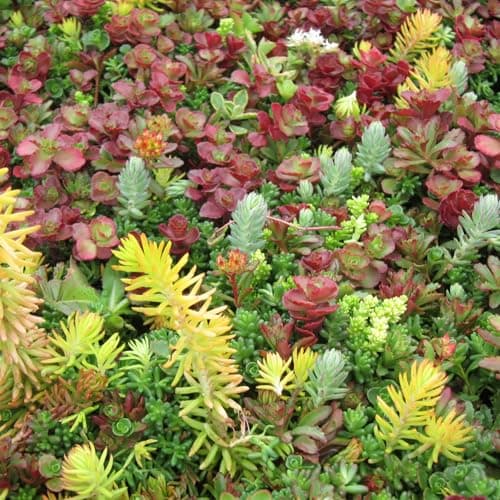 Image of Carbeth Plants - 6 x Sedum Stonecrop Plant Mix in 9cm Pot. Mixed Varieties UK Hardy, Very Low Maintenance Evergreen Outdoor Succulents. Garden Ready Rockery Plants (1 x Tray of 6 Plants in 9cm Pots)