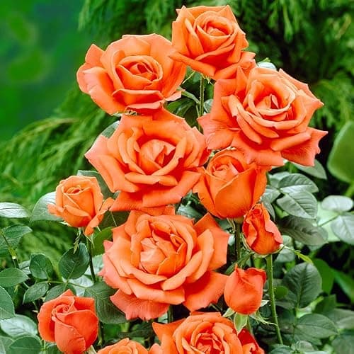 Image of 1 Orange Climbing Rose Bare Rooted Plant Bush, 30-40cm Tall Fragrant Shurb, Trellises Outdoor Landscape Aroma Flowers Archway Garden Fences Pergola