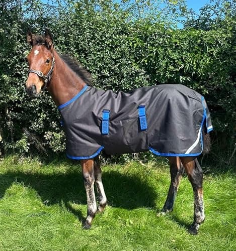 Image of Horseware Amigo Ripstop 900D Foal Rug Turnout 200 g Black/Classic Blue Foal Blanket, Size: 4'0