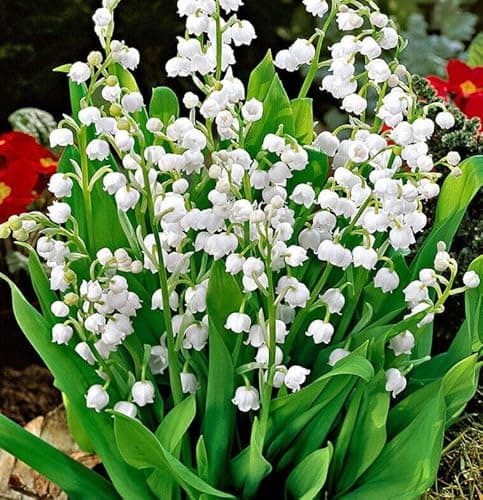 Image of 15 x Convallaria Majalis Lily of The Valley Jumbo Size Pips- Ready for Planting Now x 15 Pips
