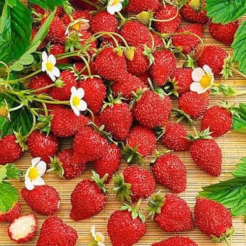 Image of Wild Strawberry Regina Large Fruits 450 Seeds