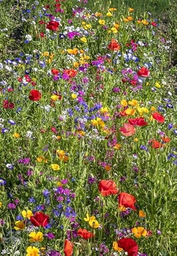 Image of Wildflower Seeds for Wild Bees Friendly Recommend by Royal Horticultural Society (RHS) Contains 23 Different Flowers (25, Grams)