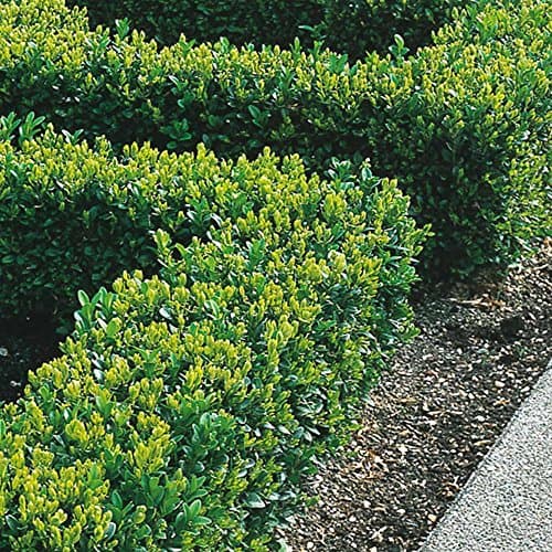 Image of GardenersDream 10 x Buxus Sempervirens Hedging Plants - All Year Round Outdoor Plants - Evergreen Garden Shrubs for Gardens and Borders - Outdoor Garden Ready Plant (20-40 cm incl. 9 cm Pot)