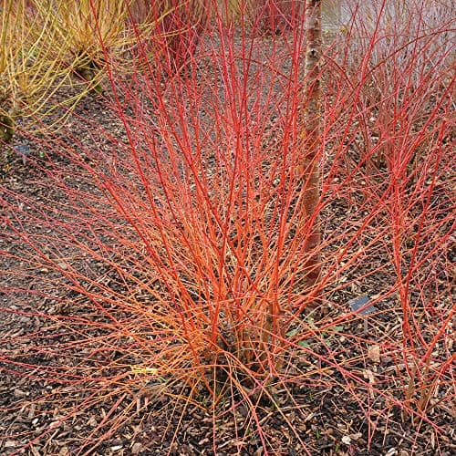 Image of Cornus Common Dogwood Hardy Shrubs Garden Plants 'Anny's Winter Orange' Colourful Coral Orange Autumn Winter Foliage 2 x 9cm Pot by Thompson and Morgan