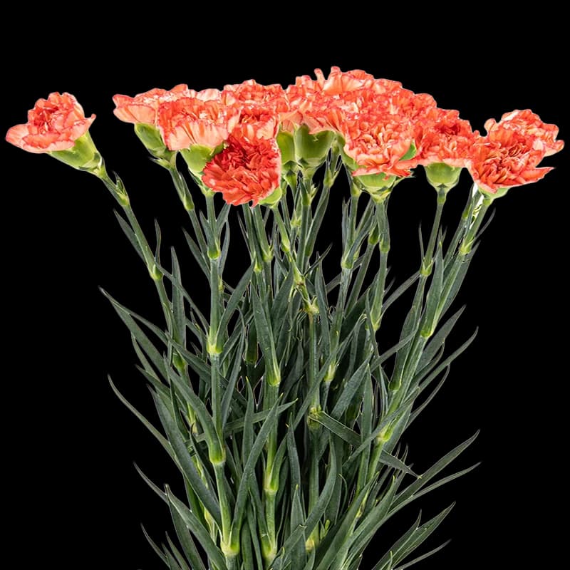 Flowers category
