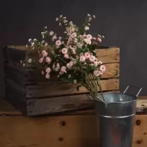 Pink Wild Meadow Rose