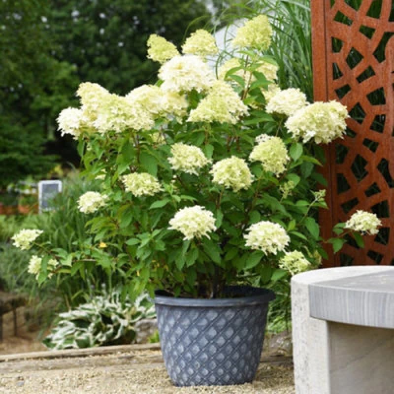 Thompson & Morgan Hydrangea Paniculata Skyfall 9Cm Potted Plant X 2