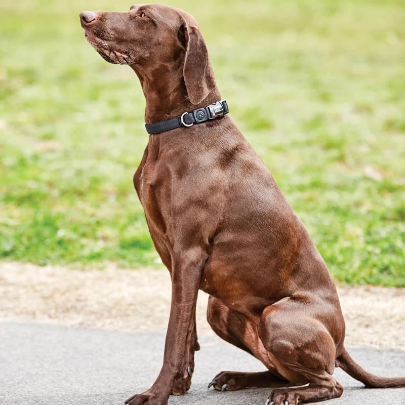 Weatherbeeta Elegance Dog Collar - Black XS