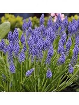 Muscari (Grape Hyacinth) - 100 Bulbs