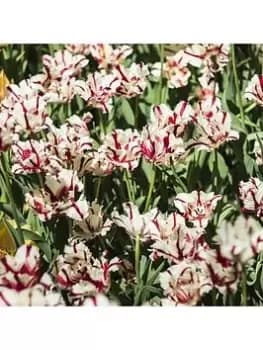 Tulip Carnaval De Nice - Pack Of 15 Bulbs