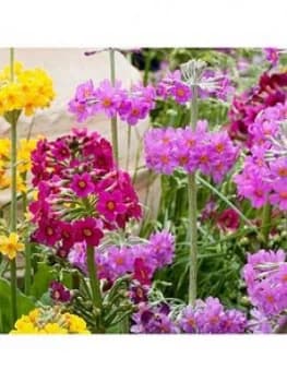 Candelabra Primrose Collection X 6 Jumbo Plug