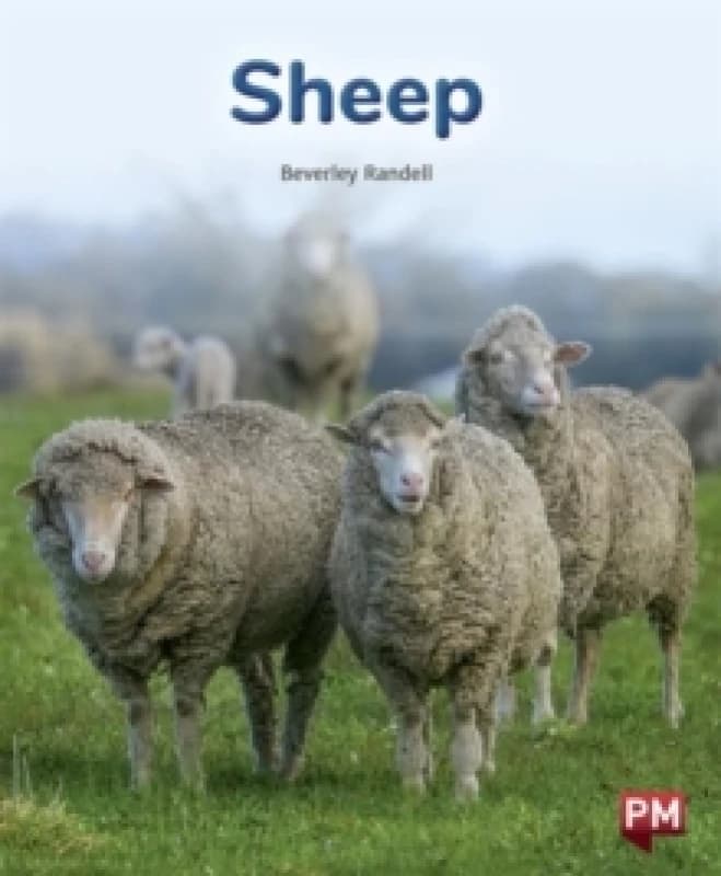 SHEEP Paperback