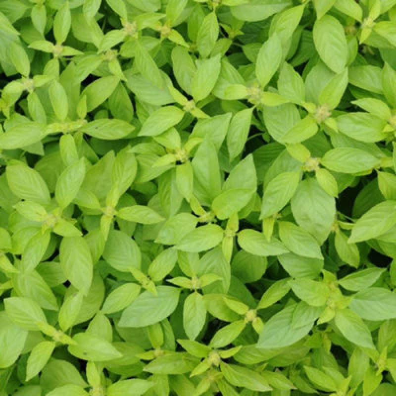 Thompson & Morgan Herb Basil Lemonade 1 Seed Packet