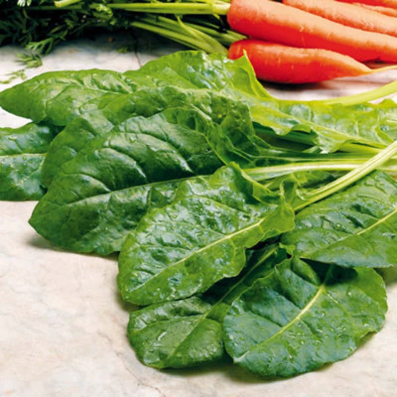Thompson & Morgan Spinach Perpetual (Spinach Beet) 1 Seed Packet