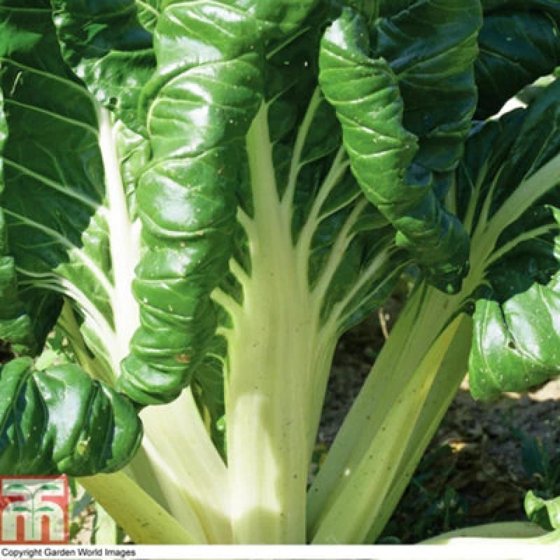 Thompson & Morgan Chard Fordhook Giant 1 Seed Packet