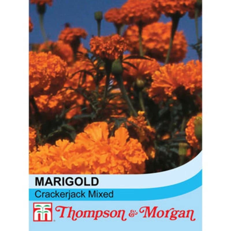 Thompson & Morgan Marigold Crackerjack Mixed 1 Packet (250 Seeds)