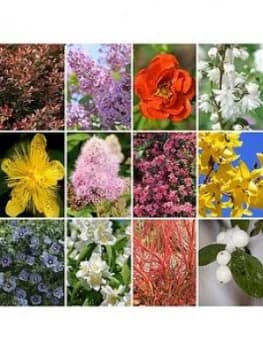 Hardy Shrub Collection X 12 Bare Root Bushes