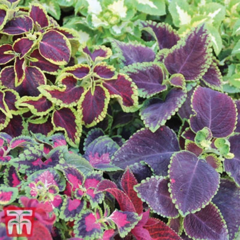 Thompson & Morgan Coleus Wizard Mixed 1 Seed Packet (50 Seeds)