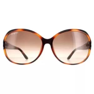 Oval Tortoise Brown Gradient SF770SA