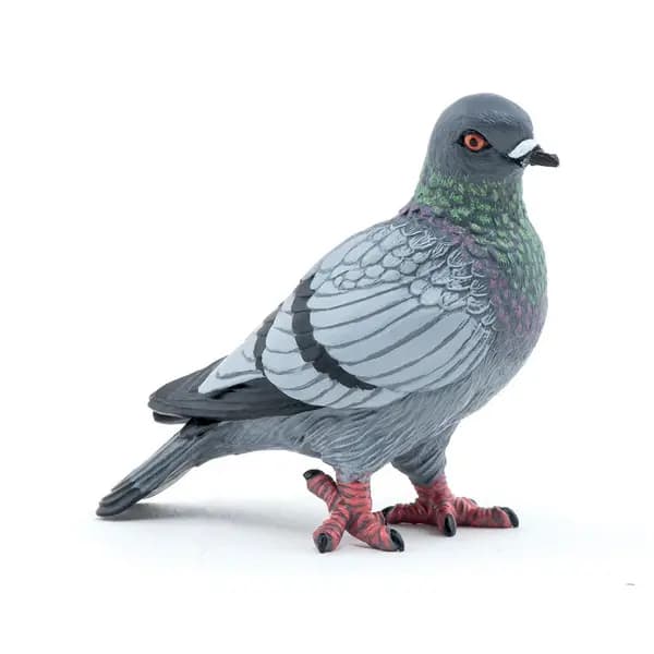 PAPO Piegon