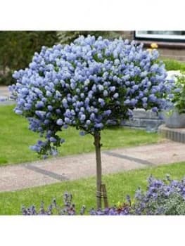 Pair Ceanothus Standards 90Cm