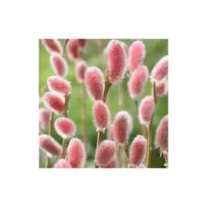 Salix gracilistyla 'Mount Aso 9cm