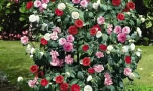 Camellia Tricolour Plant, Two