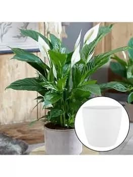 Spathiphyllum 'Peace Lily' With White Pot