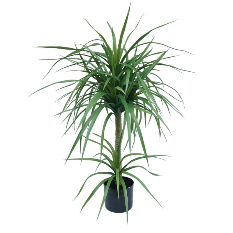 N/A 90cm Double Dracaena Plant