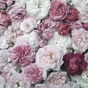 Image of Art For The Home Bouquet Blush Mural Wallpaper Paper