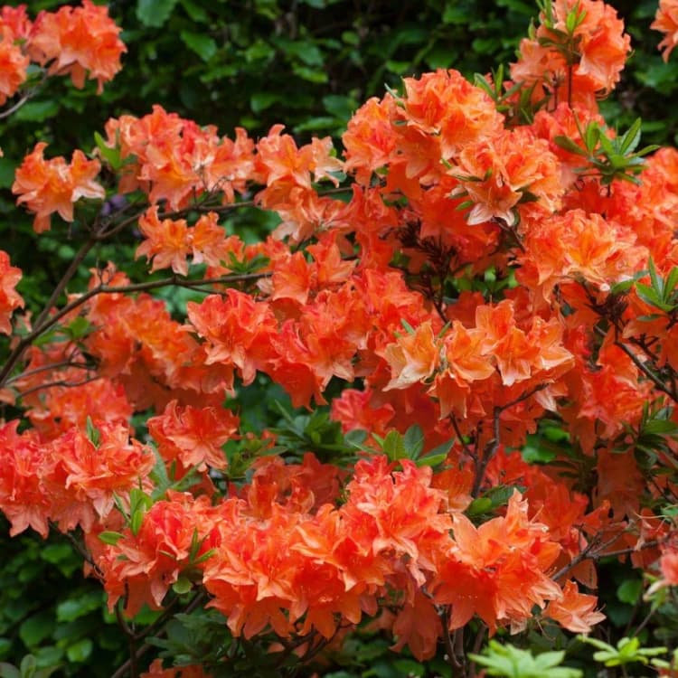 Image of YouGarden Azalea japonica Orange (3 x 9cm Pots) Orange unisex 3x 9cm Pot