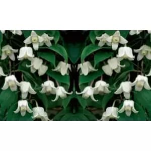 Image of Thompson & Morgan Thompson and Morgan Clematis Winter Beauty 7cm Pot x2