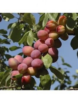 Image of Patio Fruit Tree Plum 'Little Vic' 4L Potted Plant