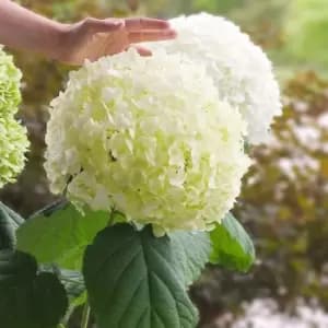 Image of Thompson & Morgan Hydrangea Strong Annabelle 3 Litre Pot x 1