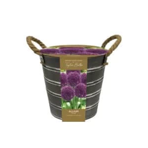 Image of Outdoor Allium Bucket