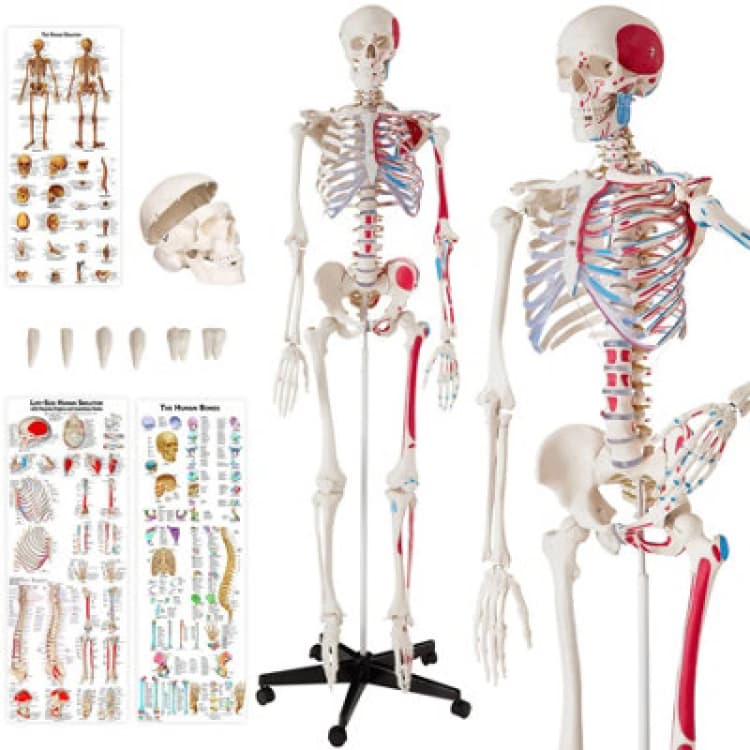 Image of Tectake Anatomic Skeleton In Life Size With Mobile Joints, Wheeled Stand And 3 Anatomy Posters 400963 - White