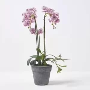 Image of Homescapes - Pink and White Orchid 50cm Phalaenopsis in Cement Pot - Pink & White